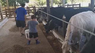 Miguel tratando das vacas