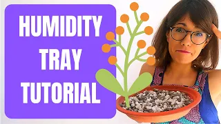 Humidity Tray DIY - Humidity tray for indoor plants