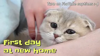 First day of a Scottish Fold kitten at her new home (with captions) | @gobi.scottishfold