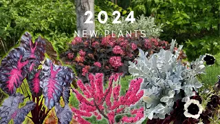 Great new plants for your garden