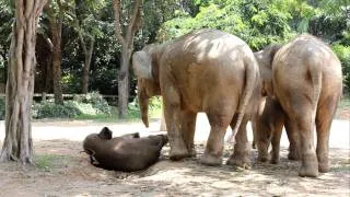 Baby Elephant Stuck on Electric Fence