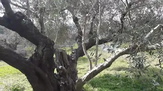 Αραιωμα στις ελιές....Για να έχουμε κάθε χρόνο παραγωγή....