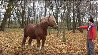 Zimnokrwiste konie i wysoka wydajność mleka. Jaki przepis na sukces ma stadnina Koni w Jankowicach?