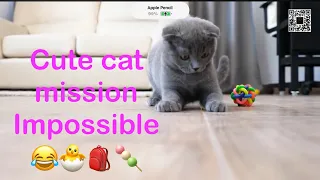 Sweet cat doing mission impossible