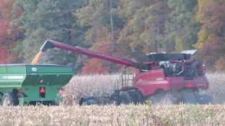 Harvest 2020 | Case IH 8250 Combine Harvesting Corn | Corn Harvest 2020