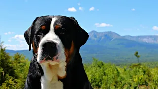 15 Pros and Cons of Owning a Greater Swiss Mountain Dog