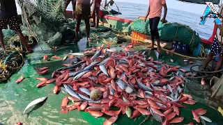 Amazing Automatic Longline Fishing Net Catch Giant Fish - Awesome big catching on the sea @FISH_TV