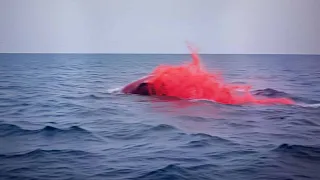 This Leopard Seal Devoured a Girl Peeing in The Ocean