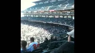 seagulls at AT&T Park, San Francisco