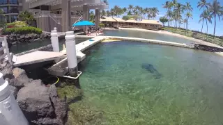 Swimming with Dolphins Hilton Waikoloa Village Dolphin Quest GoPro Dolphins Big Island Hawaii