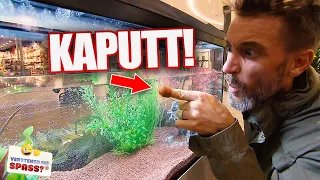 Fake Loch im Aquarium | Verstehen Sie Spaß?