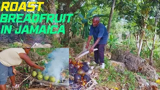 ROAST big ripe BREADFRUIT in JAMAICA and BIG PEOPLE talk! Life in the COUNTRYSIDE.