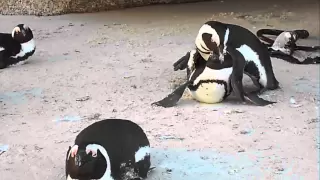 Penguin mating and Penguins fighting