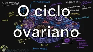 O ciclo ovariano | Vida e evolução | Khan Academy