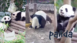 Funny Panda compilation! 🙃