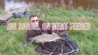 Unlocking the Secret to Catching Massive Barbel with the Cage Feeder