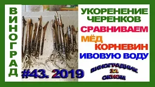 🍇 Укоренение черенков винограда в мёде, ивовой воде и корневине. Стимуляторы корнеобразования.