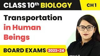 Transportation in Human Beings - Life Process | Class 10 Biology