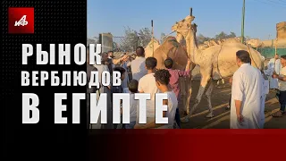 Рынок верблюдов в Египте