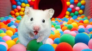 Hamstes's Maze Escaping Rainbow Pool Ball maze | Maze for Hamster