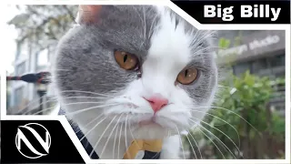 Big Billy (Singing Cat) [FULL Version] | SUBTITULADO EN ESPAÑOL | The Kiffness