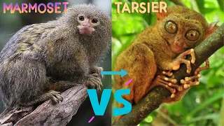 Pygmy Marmoset VS Tarsier Monkey // Which One Is The Smallest Primates In The World ?