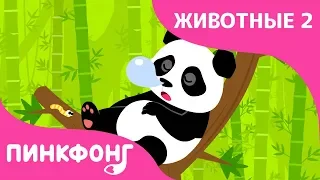 Панда — Ни Хао Панда | Песни про Животных | Пинкфонг Песни для Детей