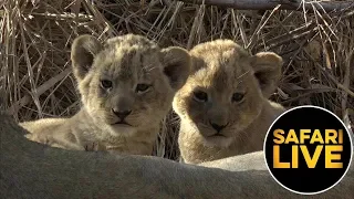 safariLIVE - Sunrise Safari - August 23, 2019