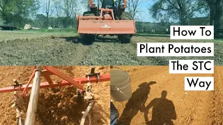 Planting Potatoes The STC Way