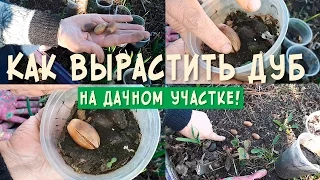 Как вырастить из желудя дубок!