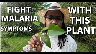 This plant is excellent for fighting malaria symptoms | You have to plant this in your garden |herbs