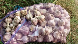 Харьковский фиолетовый. Высокоурожайный,зимостойкий с крупными зубками сорт.