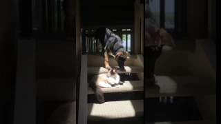 German Shepherd Puppy Won't Go Past Ragdoll Cat on Stairs