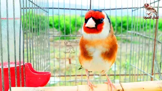 best goldfinch singing to teach the young