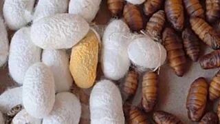 Preparation of silk thread from cocoon|| How silk is made from cocoon