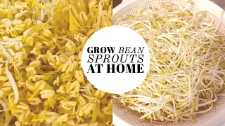 How to Grow Thick Mung Bean Sprouts at Home | 自发绿豆芽 | 发绿豆芽的注意事项