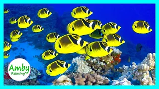 3 Hours Of RELAXING MUSIC HD 1080P Screensaver Beautiful Coral Reef & The Best Relaxing Music