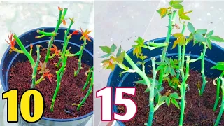 How to grow Rose from cuttings.How to grow rose plant from stem cuttings.Rose plant growing tips.