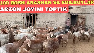 ARASHAN QO‘ZILAR 100 BOSH OPTOM JOYIDAN