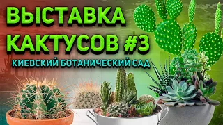 Выставка кактусов и суккулентов №3. Киевский Ботанический Сад. Уход за кактусами.