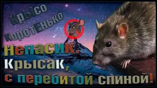 Крыса с перебитой спиной. Непасик! Как он себя чувствует? (FancyRats | Декоративные Крысы)