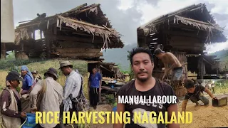 manually harvesting of rice Northeast Nagaland || farmers life || kents vlog.