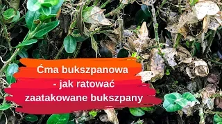 Ćma bukszpanowa - jak ratować zaatakowane bukszpany