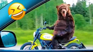 😺 Funny Animal Videos Compilaton Of The 2024 🤣