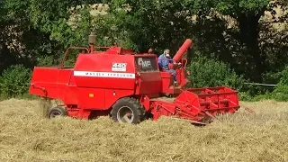 Combining Barley with Vintage Massey Ferguson 440 - Harvest 2019