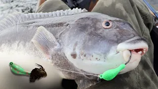 Using Light Tackle and Jigs for Tautog! (simple how to)