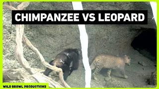 Leopard attacks Chimpanzees in Senegal | Other footages of Chimp vs Leopard, Wild dogs, Hyena etc