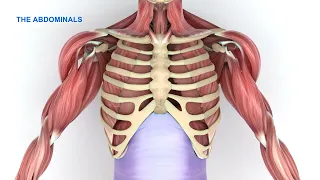 Paradoxical breathing in spinal cord injury