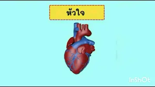 ระบบไหลเวียนโลหิต  (Circulatory system)