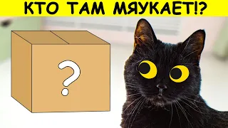 СhibaСat | Реакция моей кошки на звук «МЯУ» из коробки | Кошачий челлендж